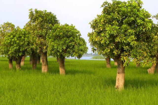 দিল্লির আখড়া | Dhillir Akhra
