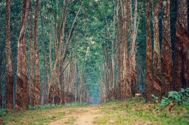 পীরগাছা রাবার বাগান | Pirgachha Rubber Garden