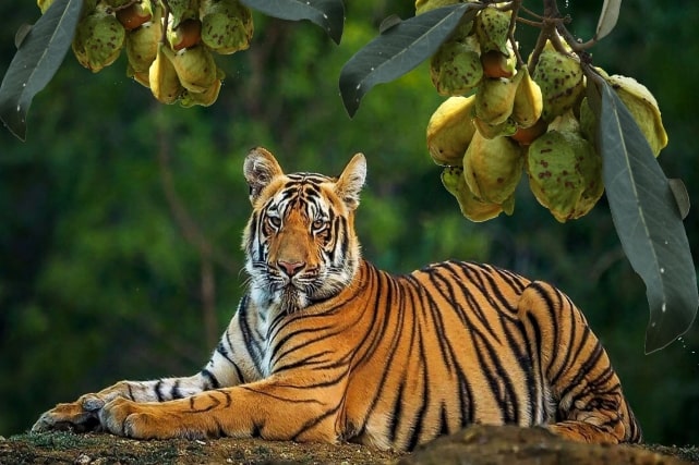 সুন্দরবন | Sundarban