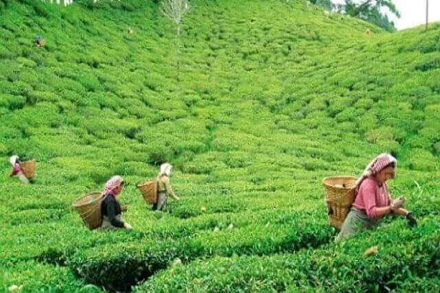 চা বাগান | Cha Bagan