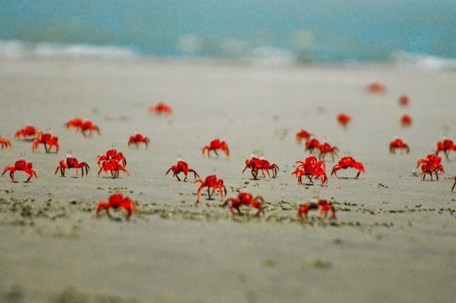 মান্দারবাড়িয়া সমুদ্র সৈকত | Mandarbaria Beach